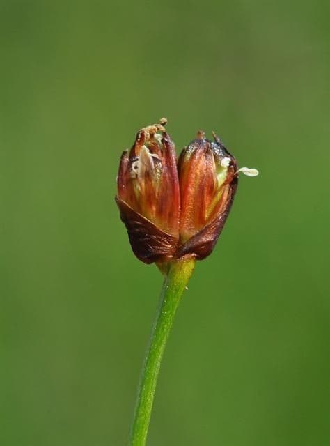 Jonc à trois fleurs 3