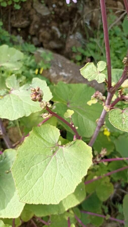 Pericallis 9