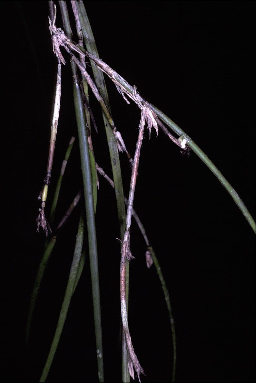 Scaphyglottis 2