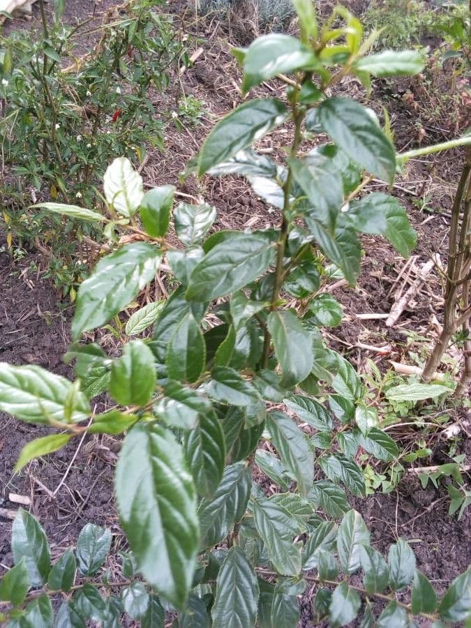 Rhamnus prinoides 5