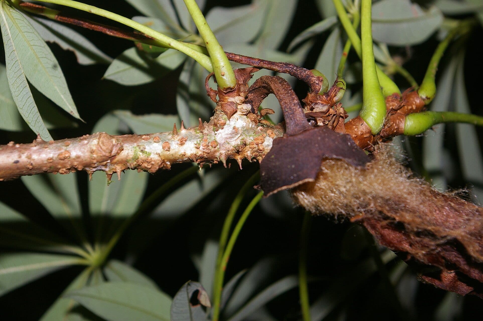 Spirotheca 5