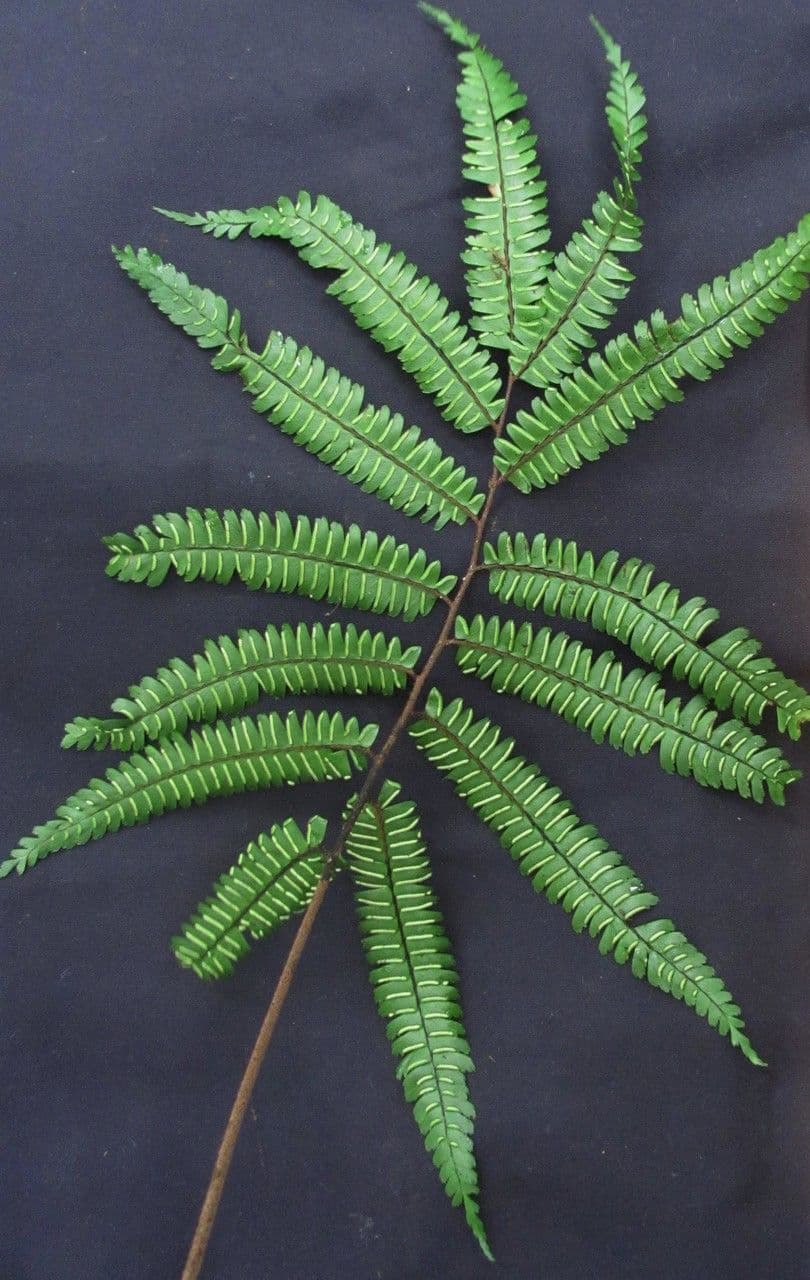 Adiantum 12