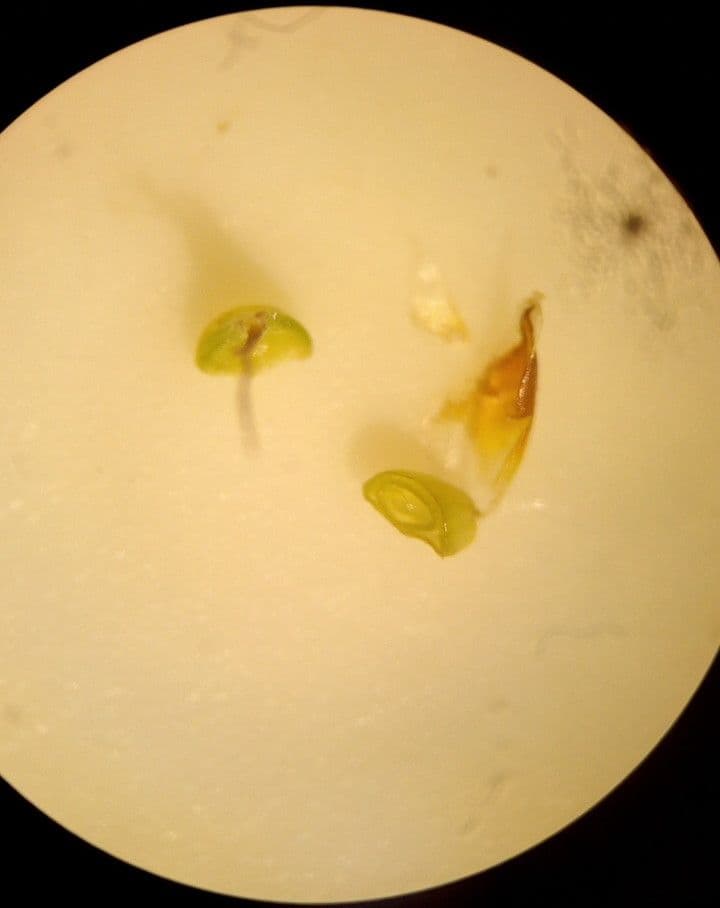 Carex liparocarpos 4
