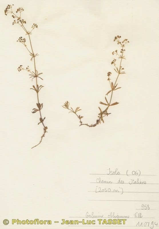 Schlankes Labkraut 9