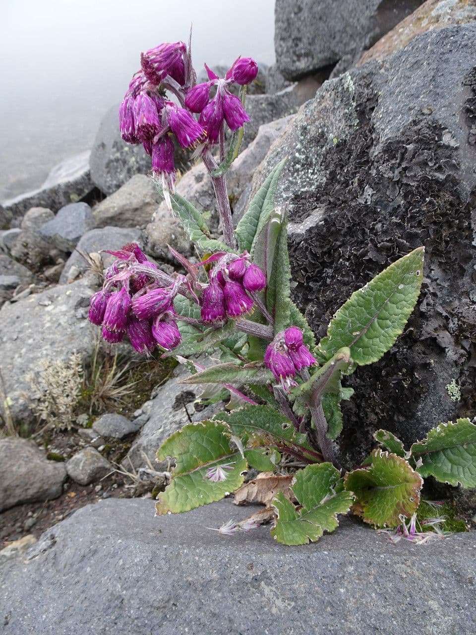 Senecio rosato 12