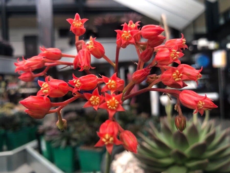 Echeveria 5