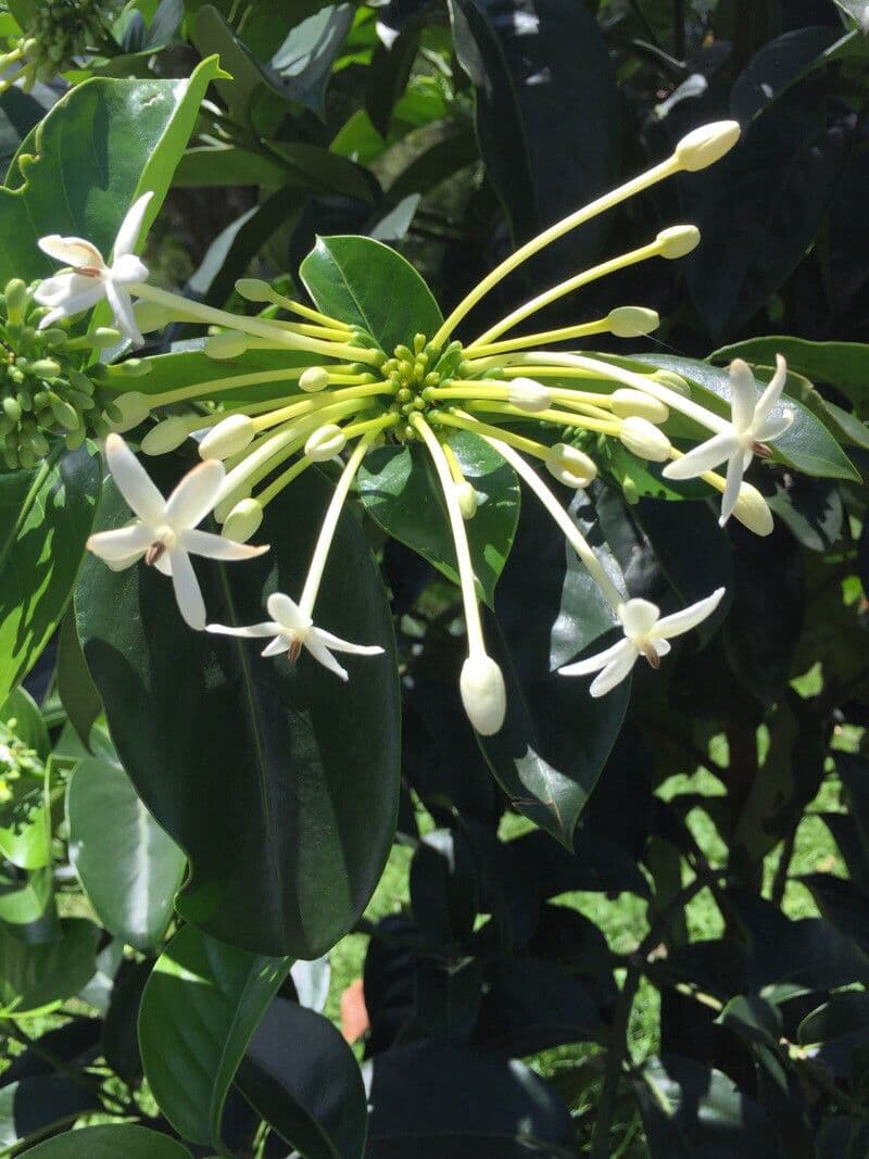 Posoqueria latifolia 8