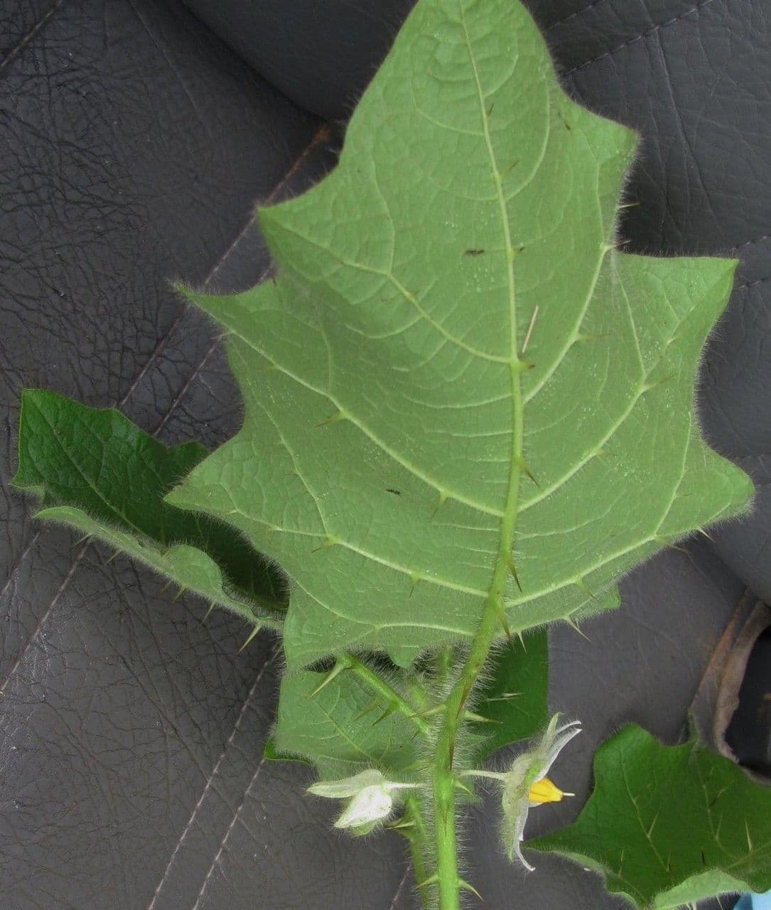 Solanum capsicoides 18