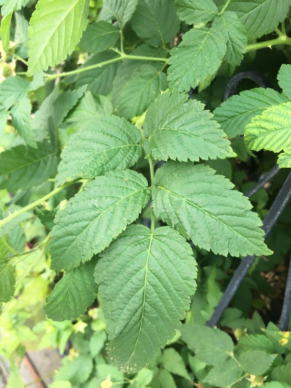 Rovo rosifoglio 20