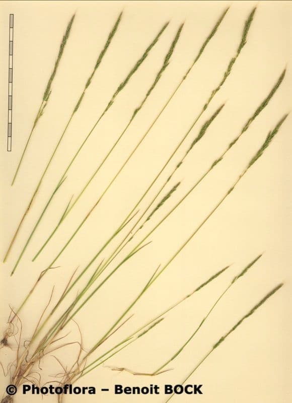 Apera interrupta 18