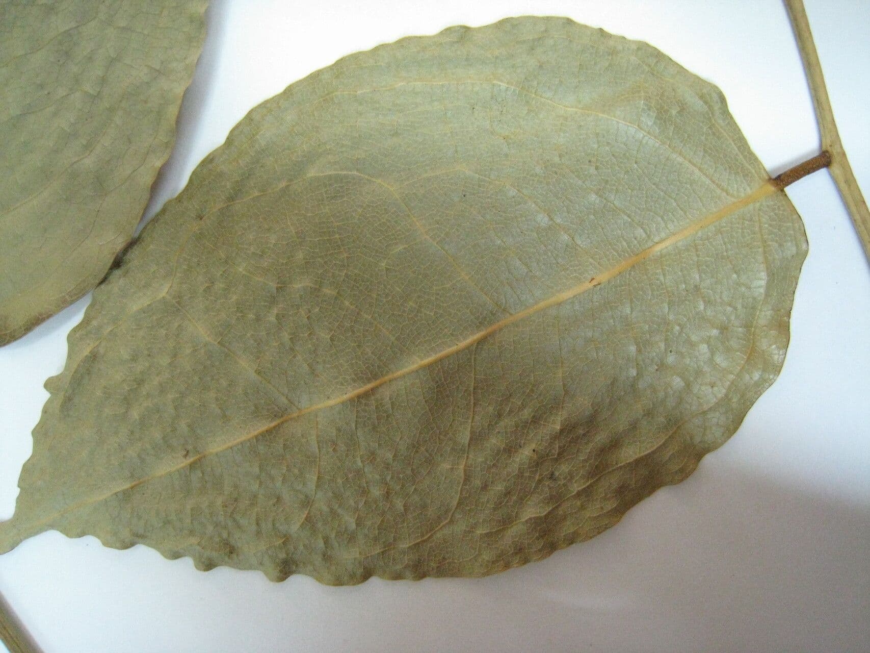 Candolleodendron