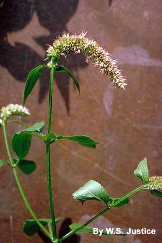 Riesen-Dupperminthe 4