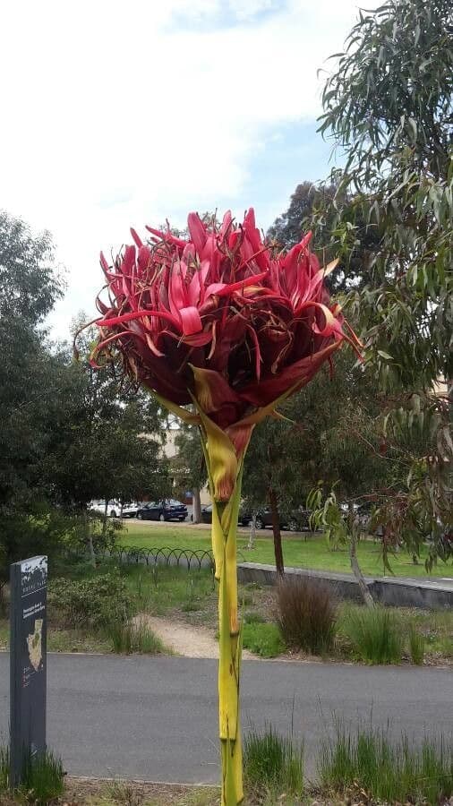 Doryanthes