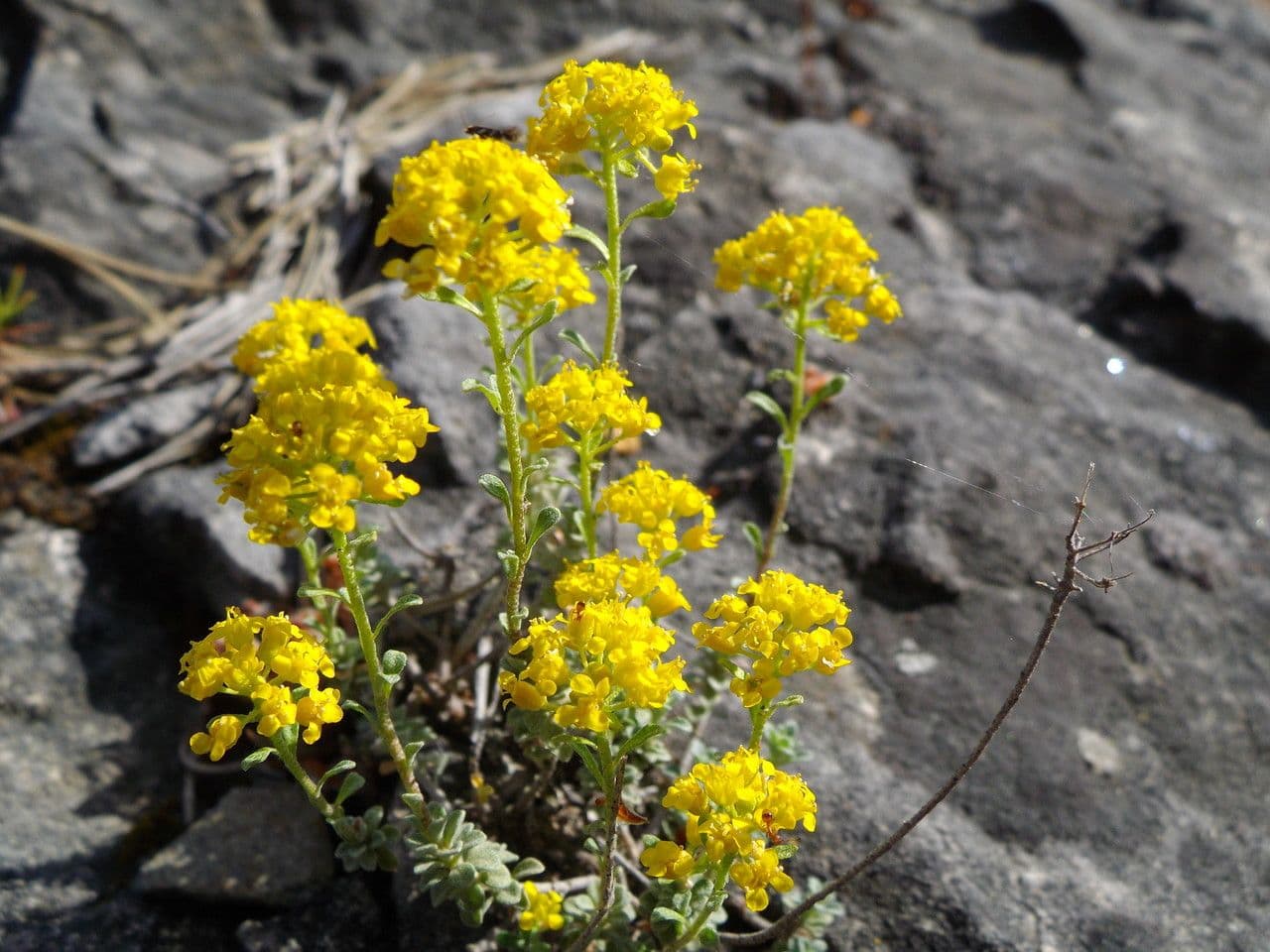 Alyssum serpyllifolium 10