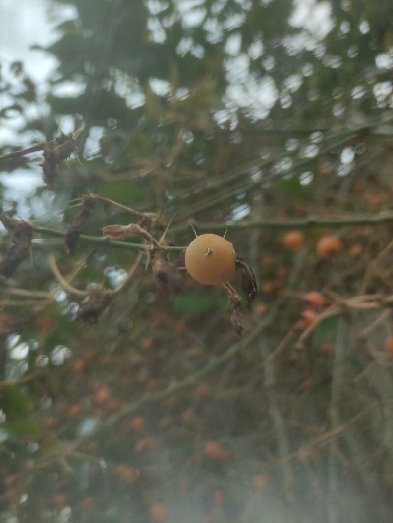 Pereskia