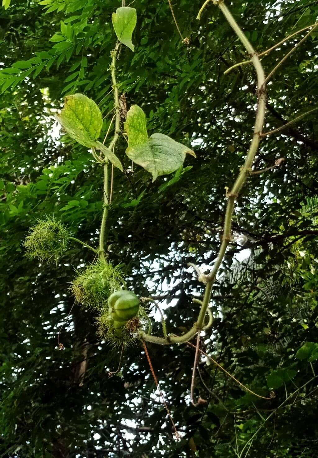 Passiflora fetida 27