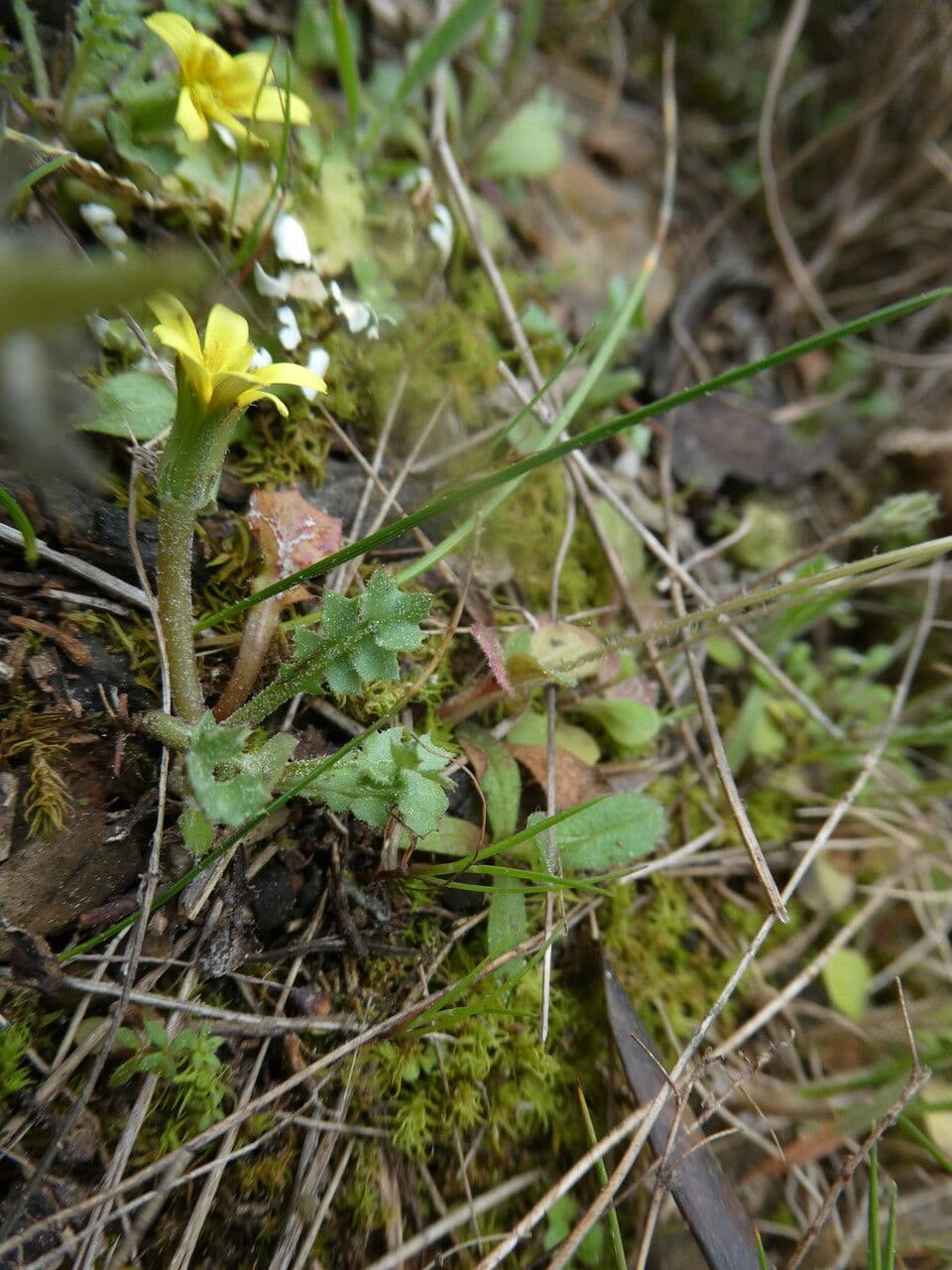 Prasylk obecný