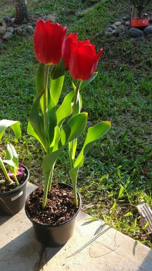 Tulipano di Gesner 24