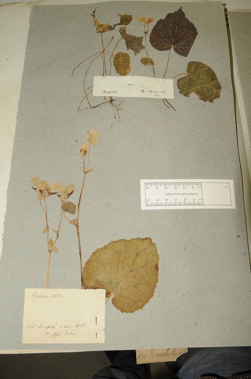 Begonia dipinta 25