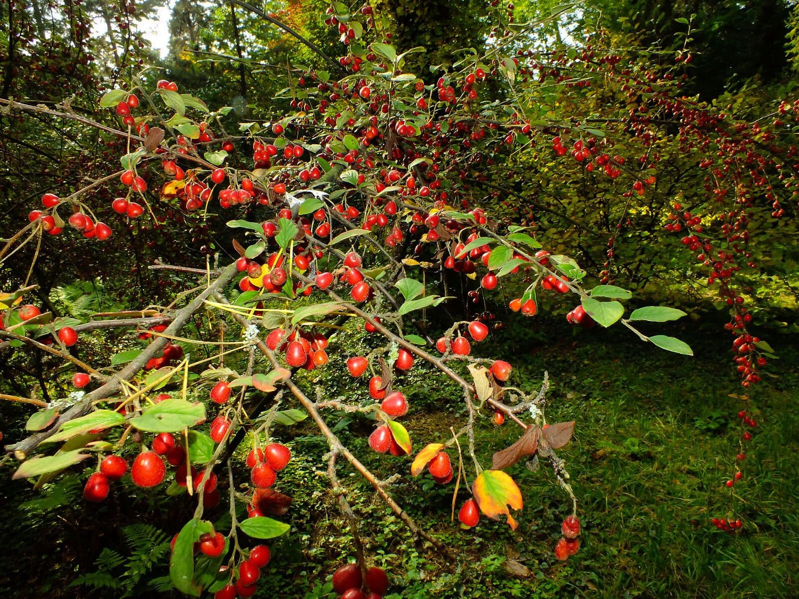 Cotonéaster cotoneaster 15