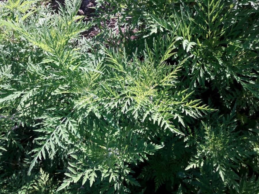 Ambrózia palinolistá 17