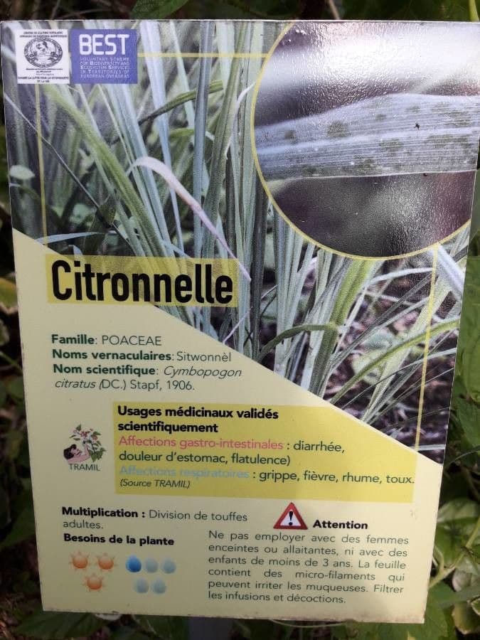 Citronella 24