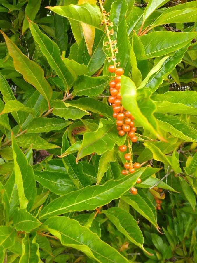Citharexylum 4