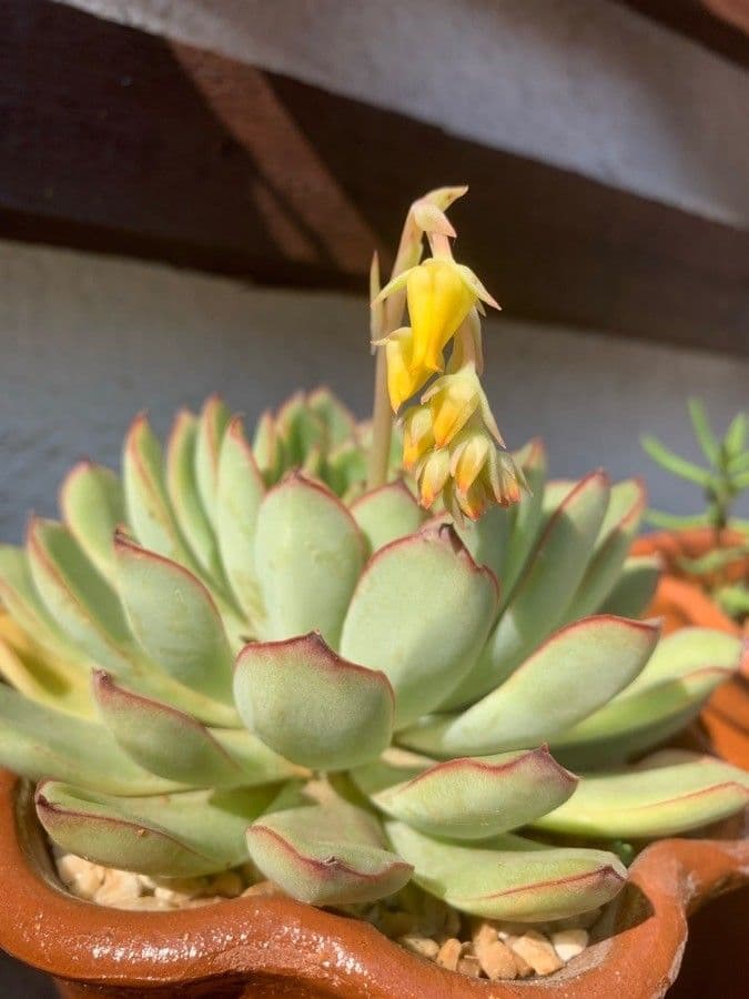 Echeveria 6