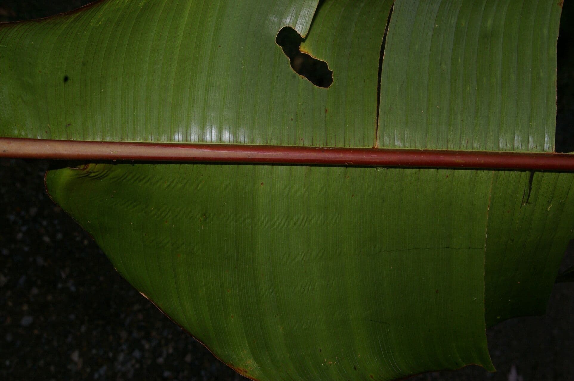 Heliconia di Lankester 6
