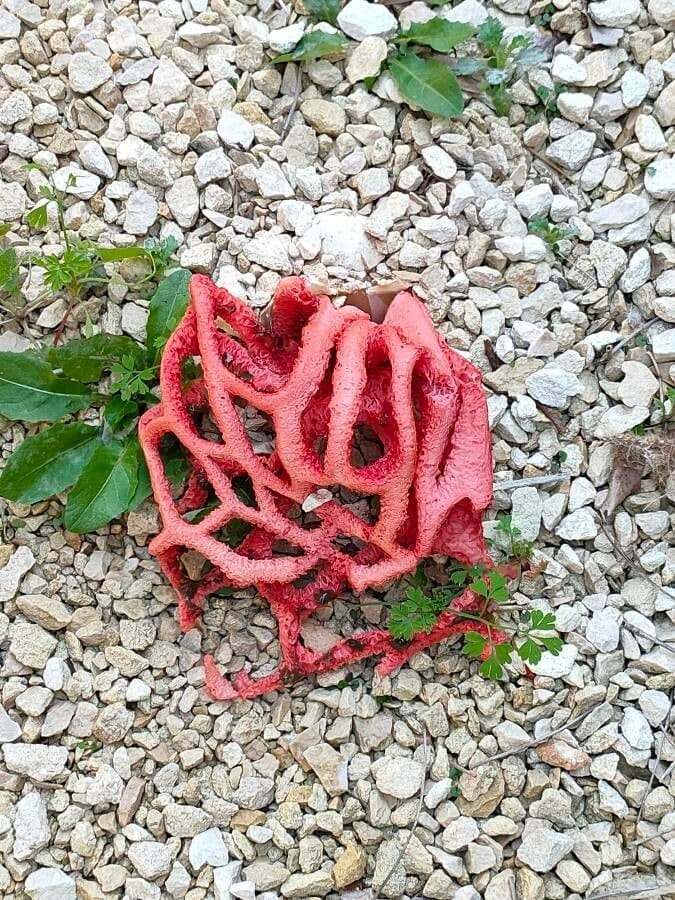 Hydnora 13
