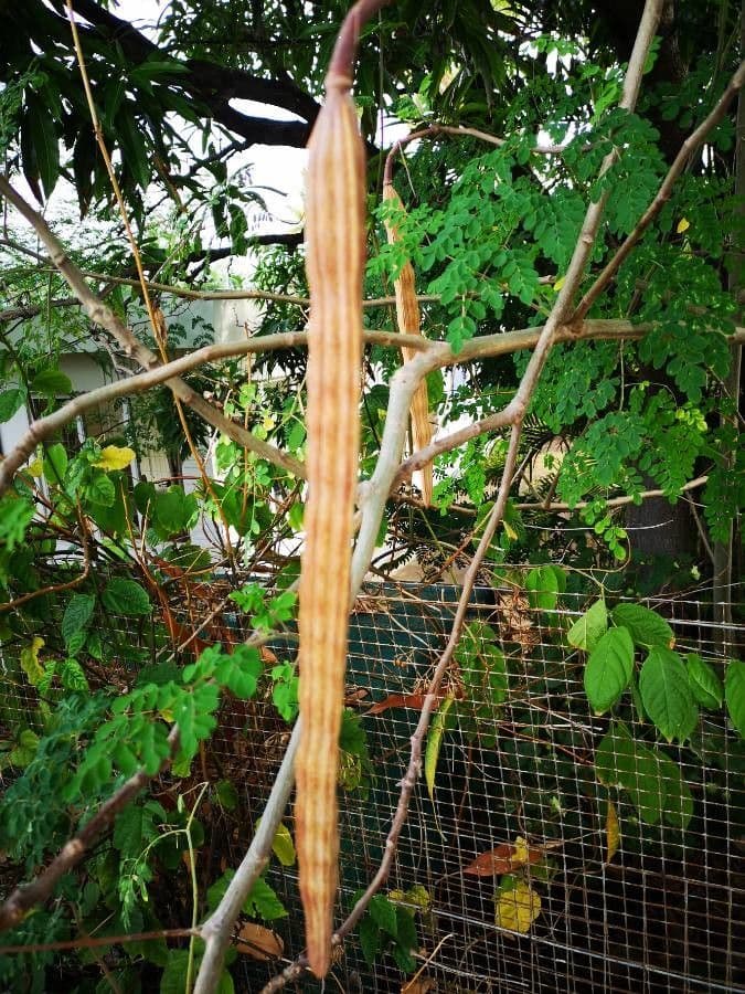 Moringa 5