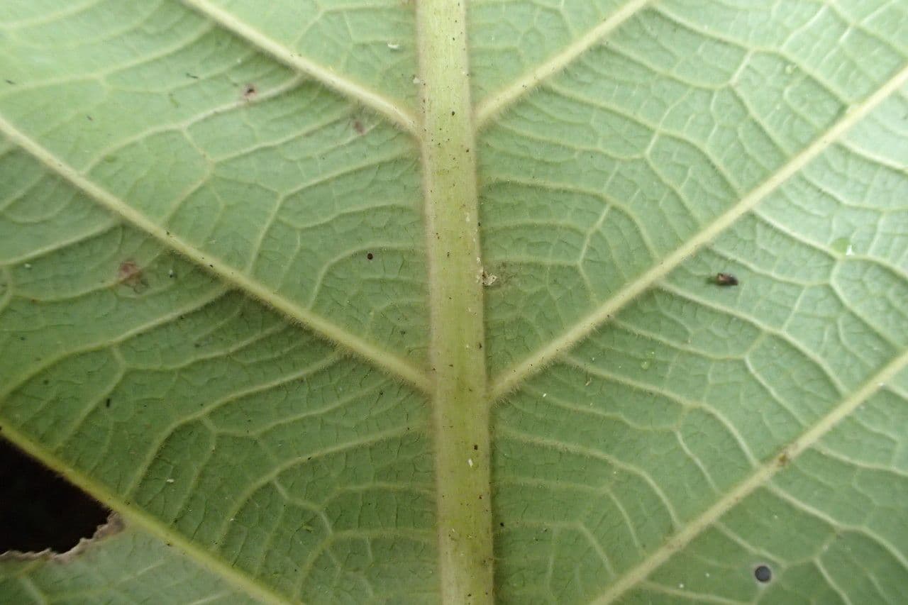 Cleidion 8