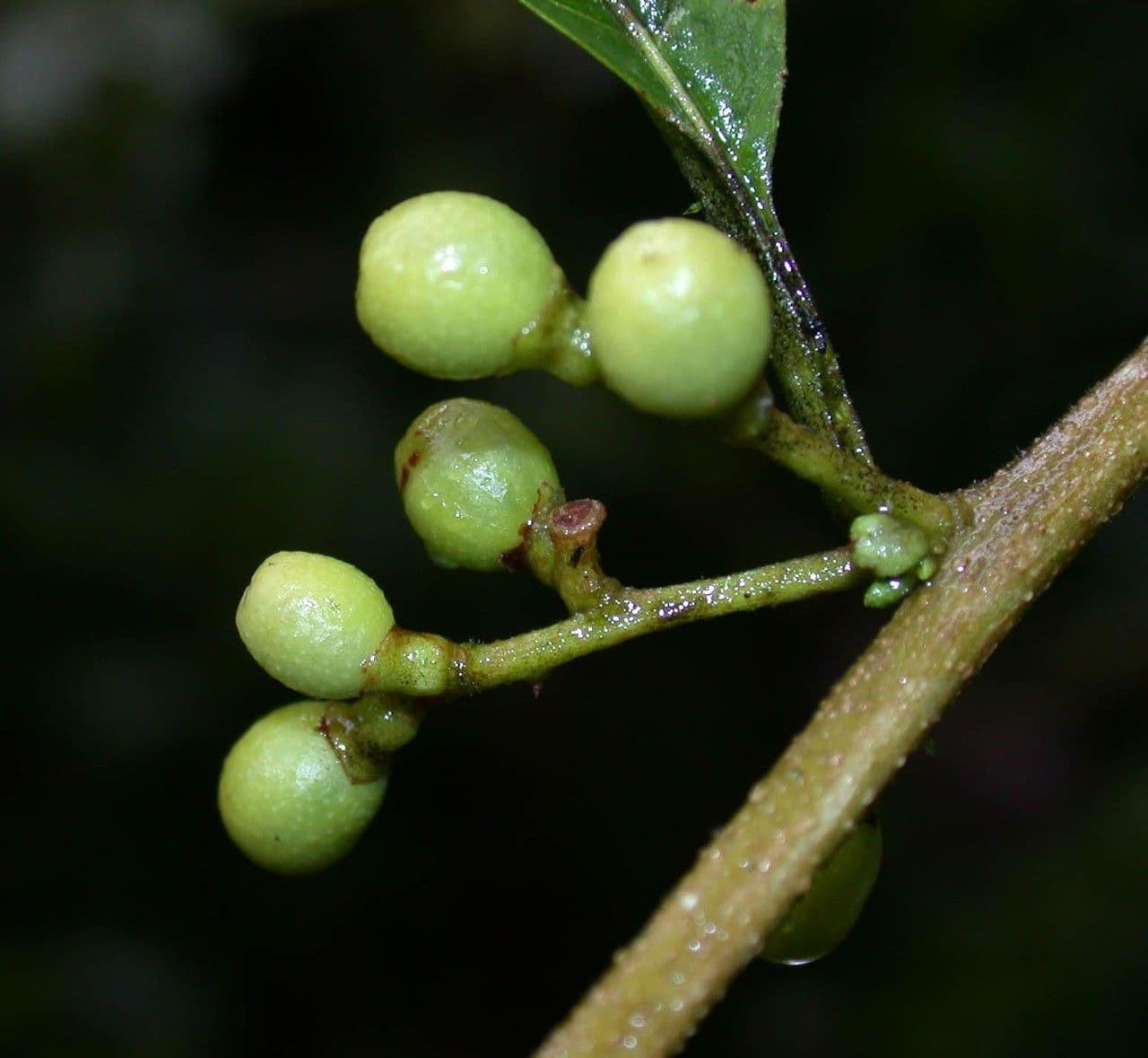 Cestrum 3