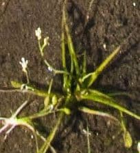 Subularia aquatica 2