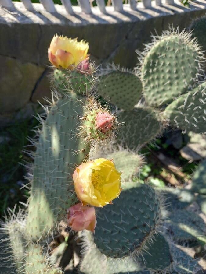 Opuntia leucotricha 9