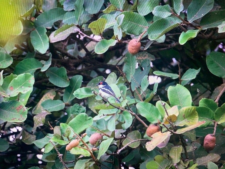 Neocarya 5