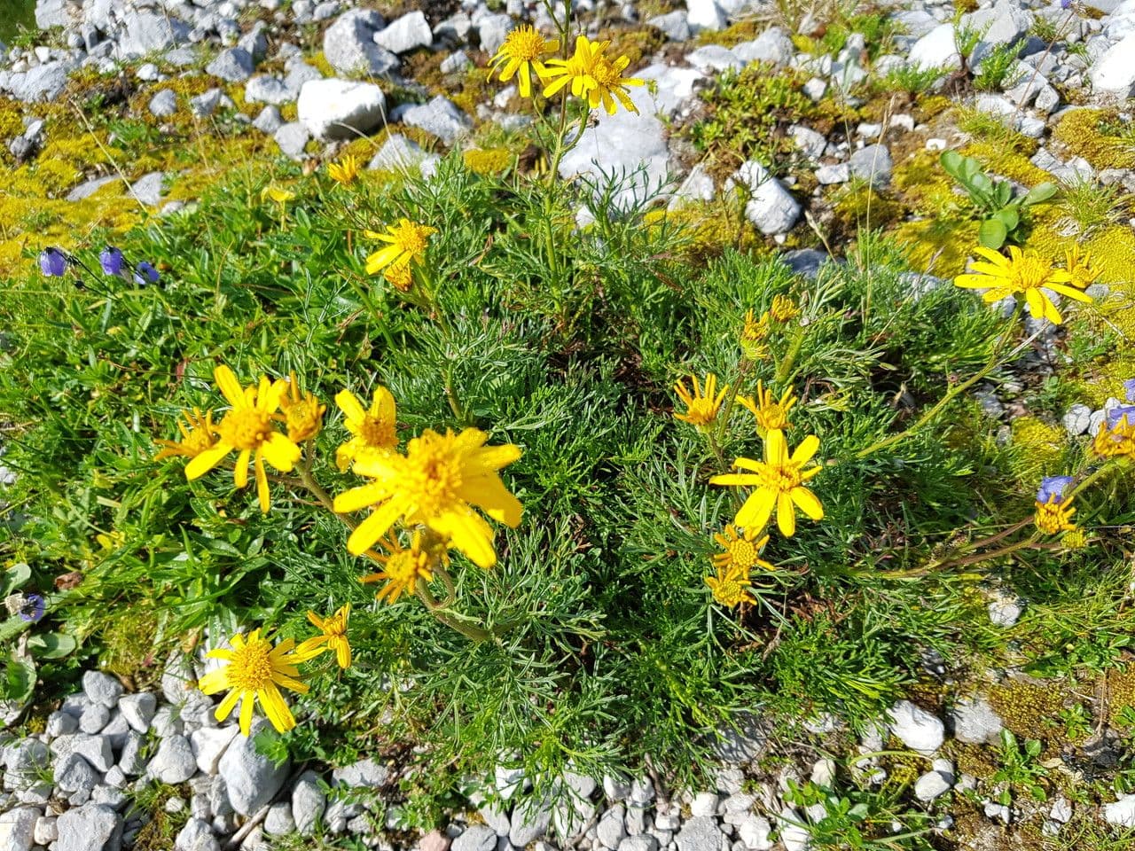 Jacobaea 14
