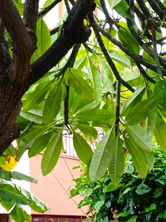 Frangipani 18