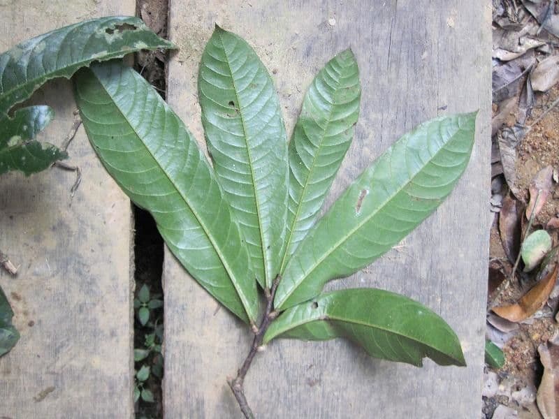 Duguetia 3