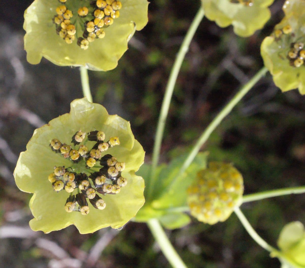 Bupleurum stellatum 2