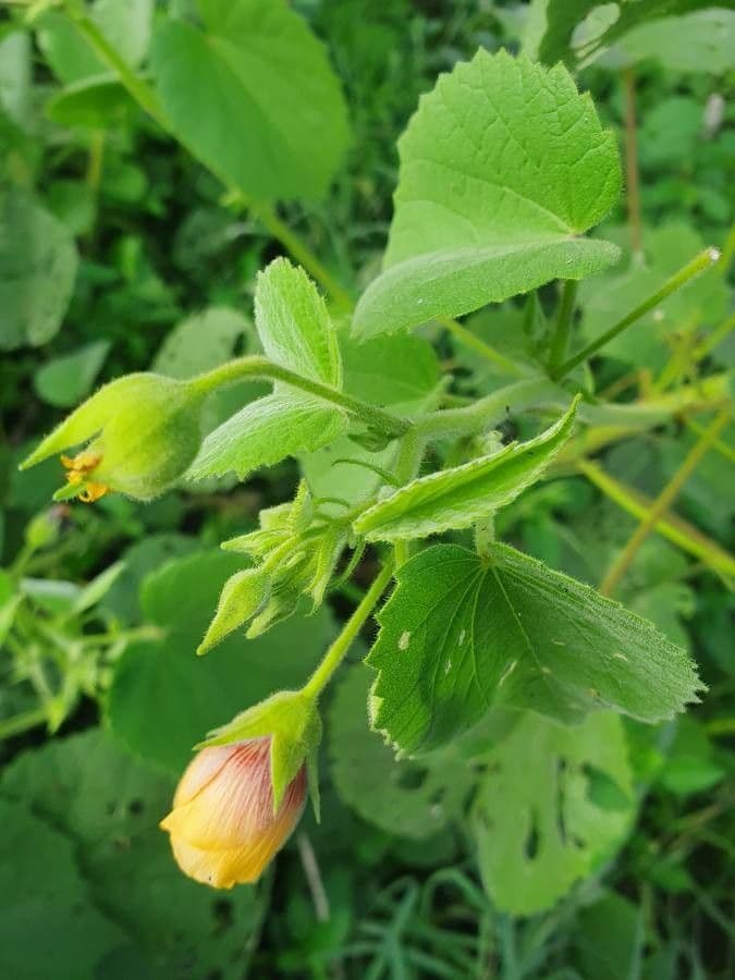 Abutilon 20