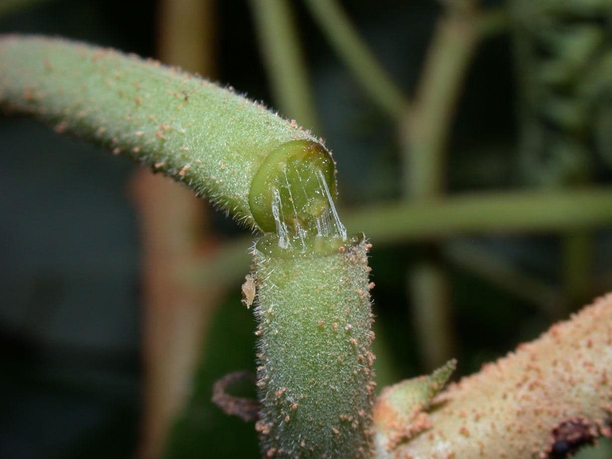 Heliocarpus 25