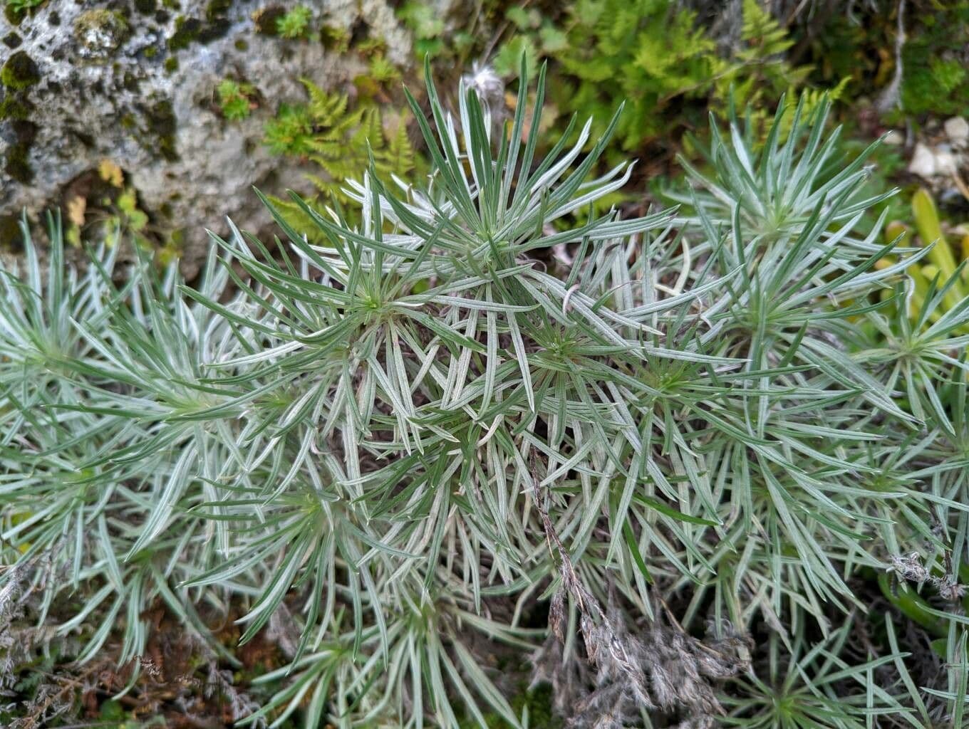 Divozel 2