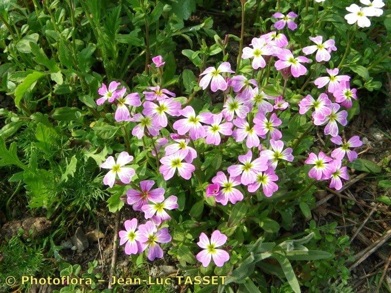 Malcolmia flexuosa 6