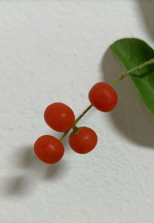 Citharexylum 4