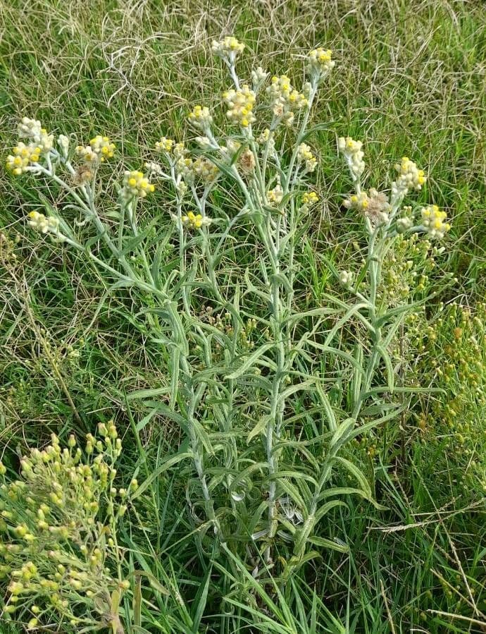 Pseudognaphalium gaudichaudianum 6