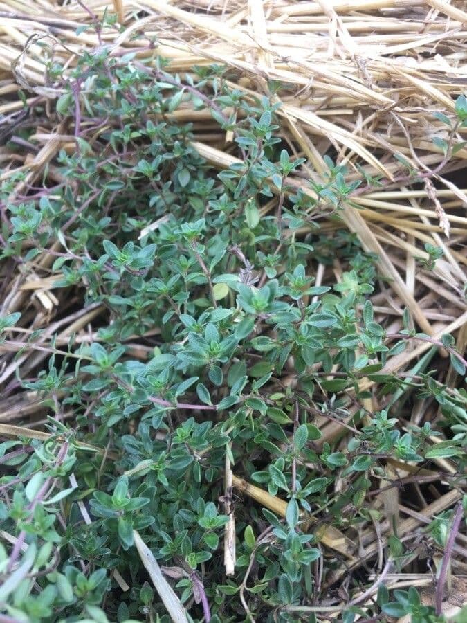 Thym à odeur de cumin 13