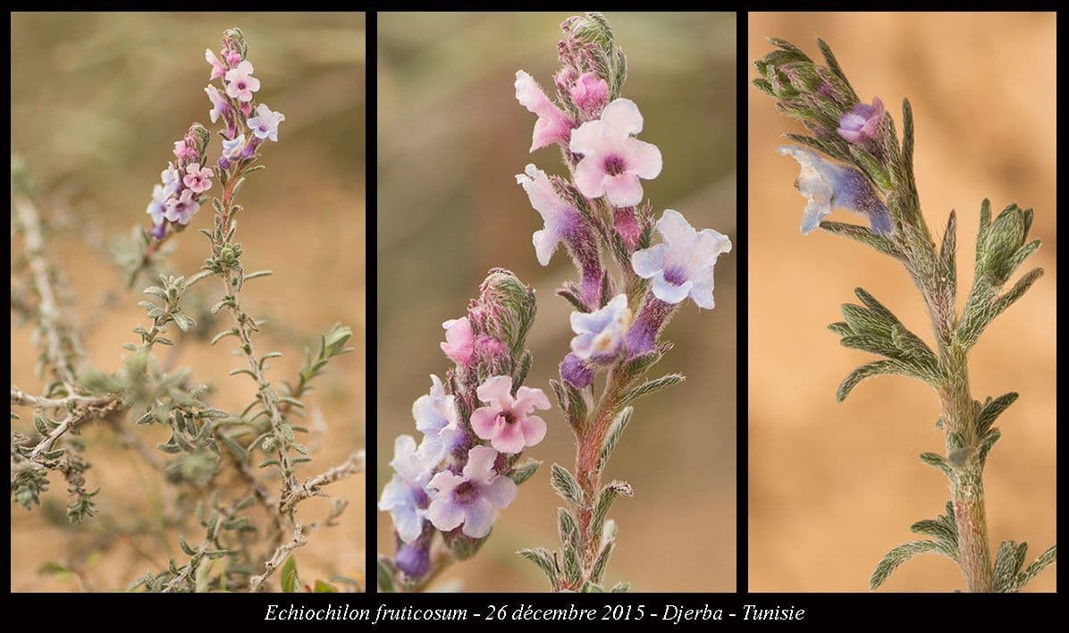Echiochilon 3