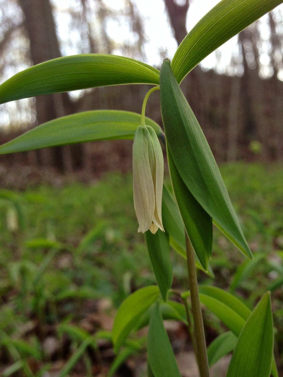 Uvularia sessilifolia 4