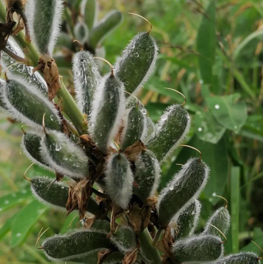 Stauden-Lupine 2